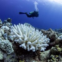 Bleached corals in the Red Sea.