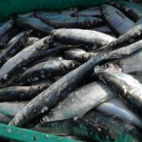 A container full of recently caught herring fish.