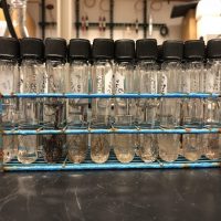 Samples of bear hair in vials