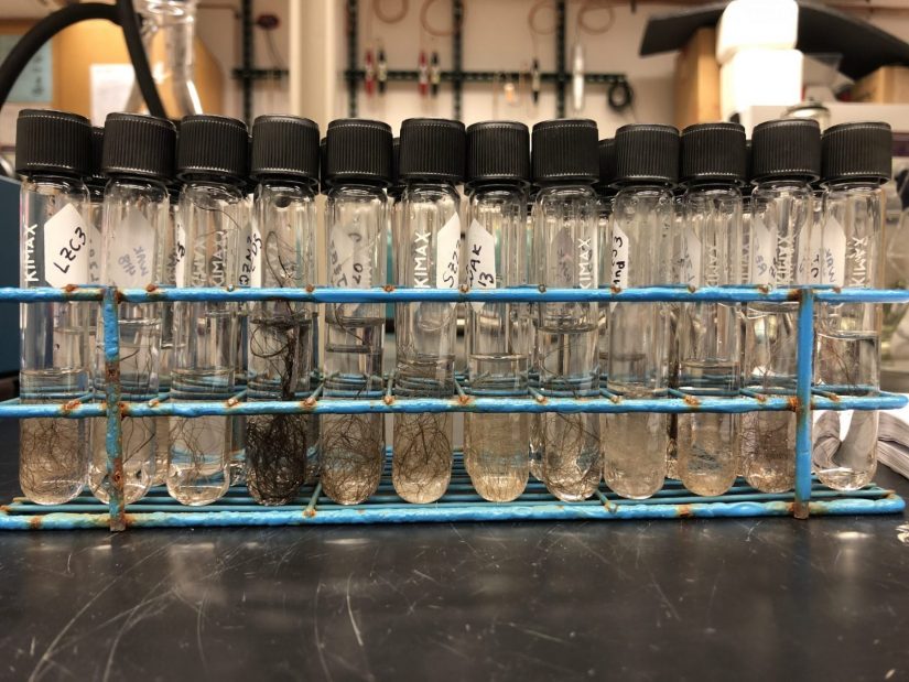 Samples of bear hair in vials