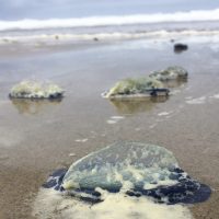 Velella velella, also called “by-the-wind sailor” jellies, that washed ashore at Moolack Beach, Oregon