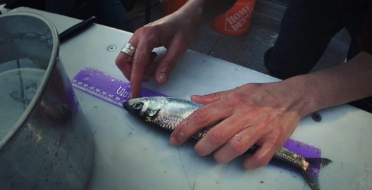 Taking herring measurements in the field. Grant Callegari (Hakai Institute).