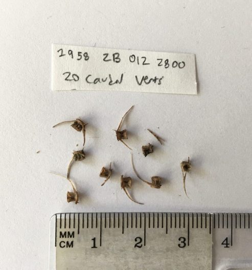 Herring vertebrae from the Burton Acres Archaeological Collection (45KI437) on Vashon Island. This collection is held in trust by the Burke Museum of Natural History and Culture and is the property of the Puyallup Tribe of Indians. Eleni Petrou.