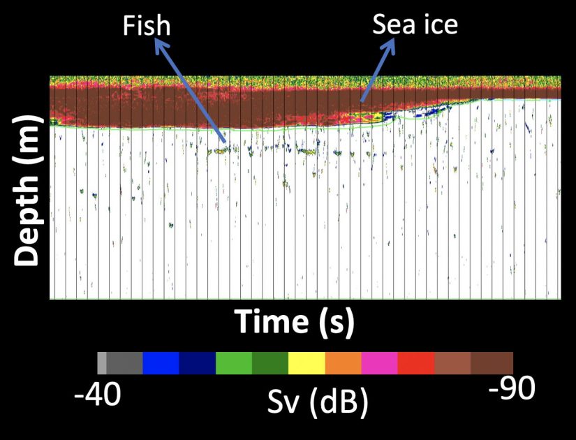 Sample of acoustic backscatter under the sea ice from the CEO. 