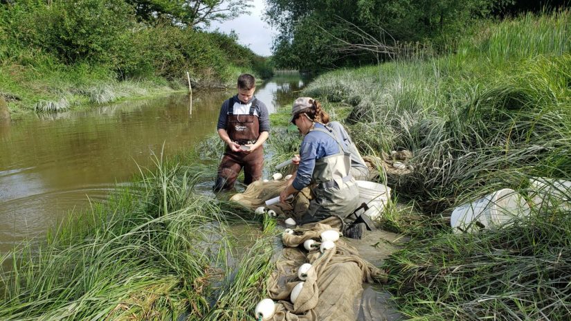 Josef counting and Measuring fish in the Stillaguamish estuary while assessing habitat restoration done for juvenile Chinook by the Stillaguamish Tribe's Department of Natural Resources. 
