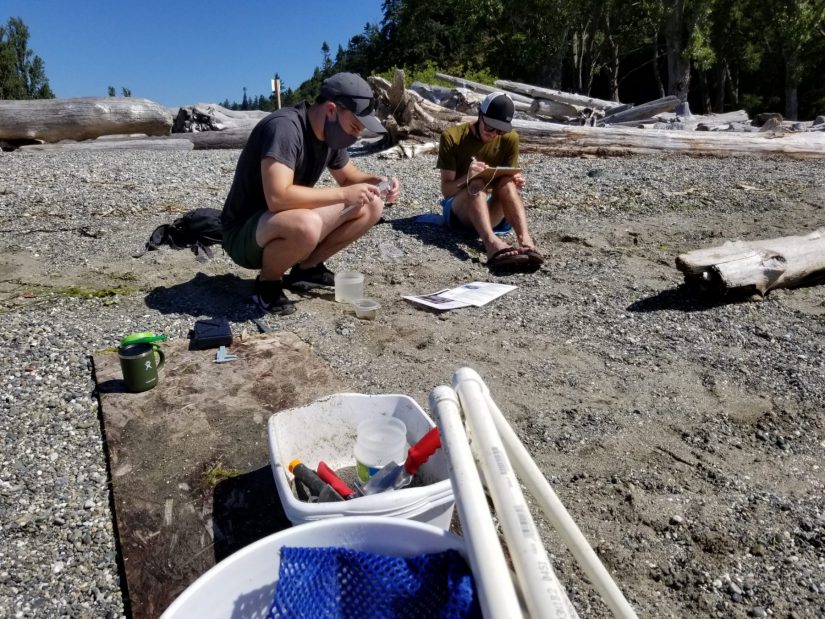 Josef counting and measuring the size of crabs with the Stillaguamish Tribe's Department of Natural Resources. 