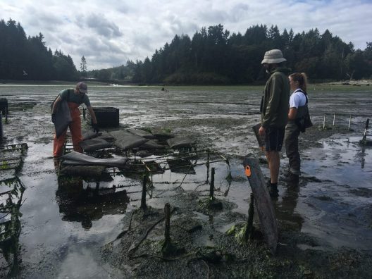 Laura transferring some Olympia oysters to the beach in Clam Bay.