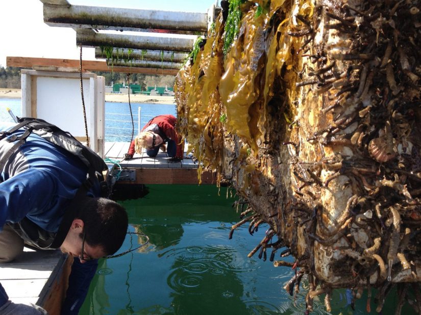 Checking out all the sea life attached to the FLUPSY ("floating upweller system"), which is used to grow juvenile oysters. 