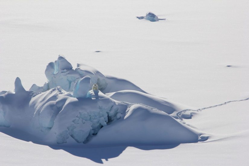 A polar bear is perched on a thick chunk of sea ice north of Greenland in March 2016. 