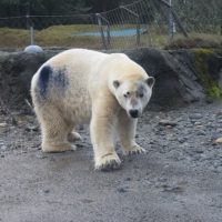 A polar bear with a section of its back dyed purple