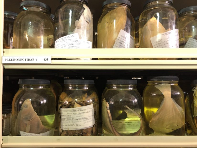 Jars of fish specimens on two shelves.