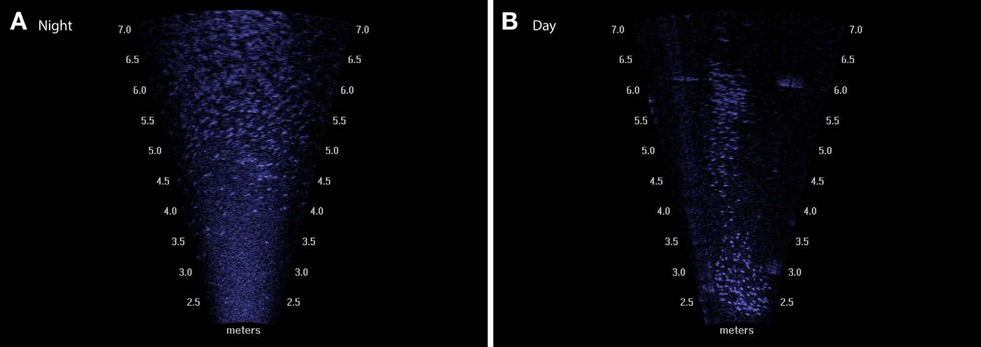 Acoustic images of juvenile salmon at night and during the day.