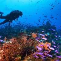 Diver and coral reef