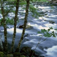 River flowing with trees in foreground