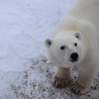 A polar bear is pictured looking upwards
