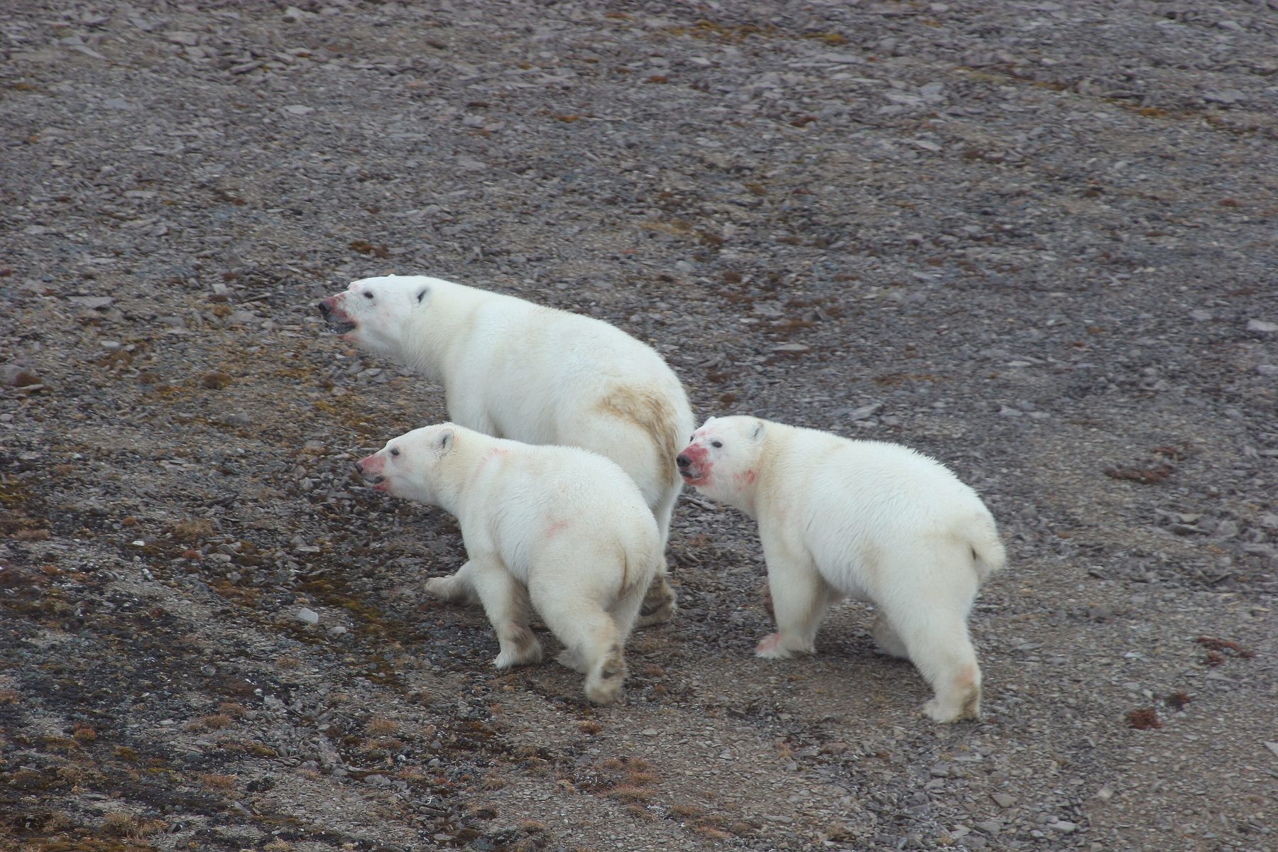 Skating On Thin Ice Polar Bears In A Warming Future