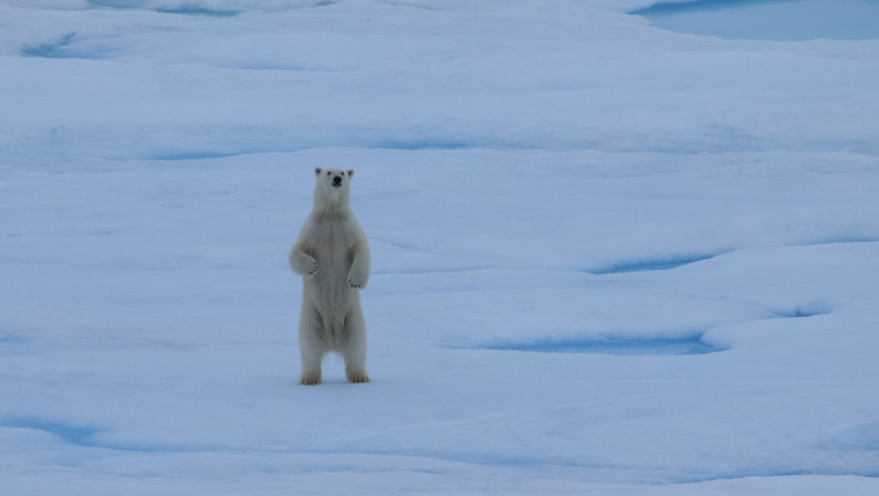 Skating On Thin Ice Polar Bears In A Warming Future