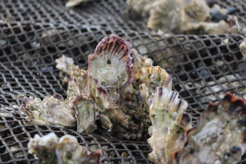Foraging Ocean Native Exploring the foraging ecology of crabs and fish in Washingtonβs ...