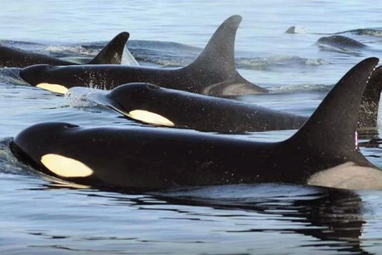 A group of killer whales pictured swimming in the ocean.