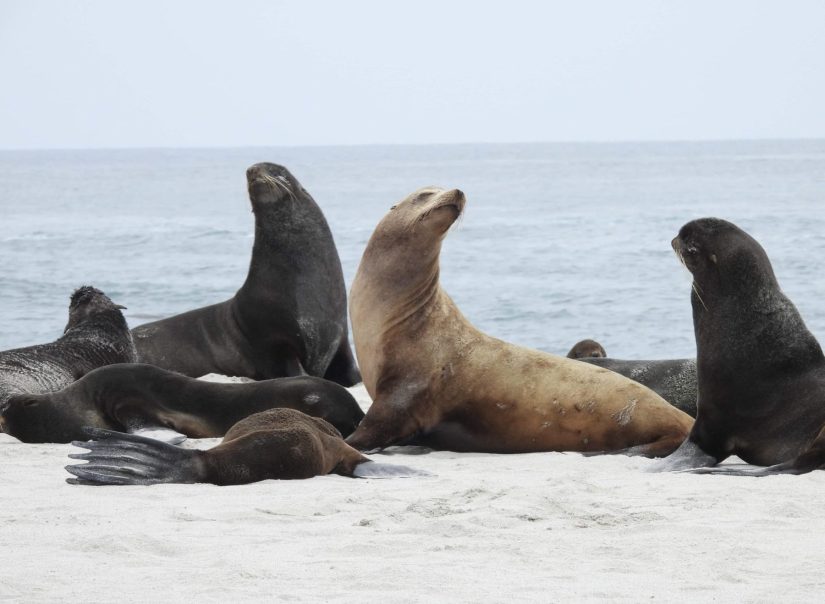 A lone light brown colored sea lion is pictured among a group of dark brown fur seals, on a beach with the ocean visible in the background.