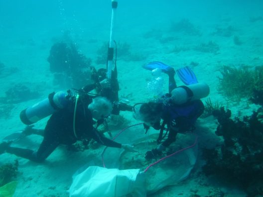 Two people scuba diving near the seafloor, with a blue tinge to the water.