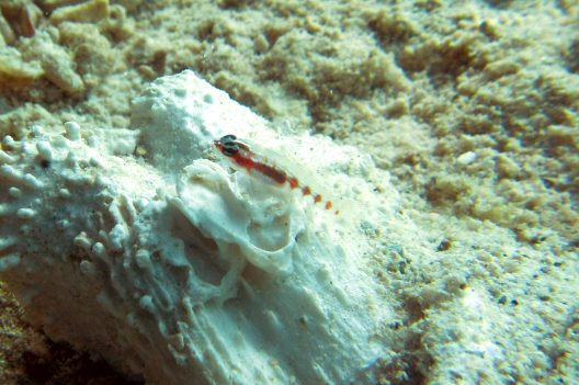 A small fish - translucent with red blobs along its body - is pictured against a white shell.
