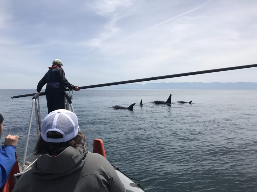 Four killer whales are visible in the water in front a boat. One person stands at the front of the boat holding a large black pole, with two others visible sitting down behind.