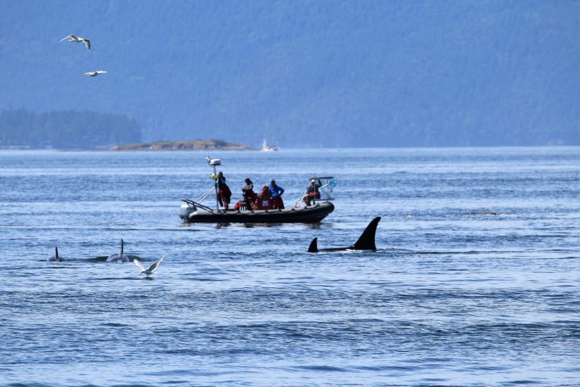 A group of people on a small boat watch orcas in the water, with four dorsal fins visible in front and to the left of the boat. Seagulls can be seen flying and swooping close to the water.