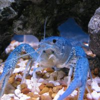 A blue crayfish pictured in a small aquarium with rocks.