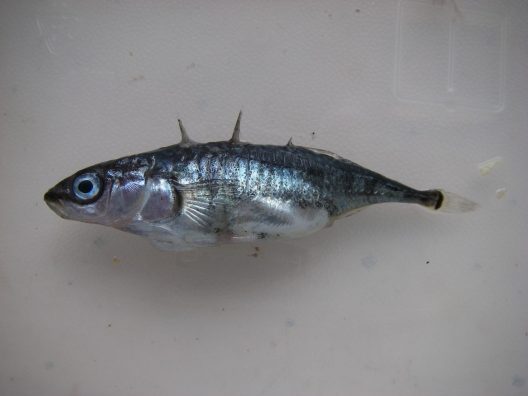 A small stickleback fish, with three spines and silver in color.