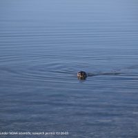 A seal pokes its head above the water on a lake, with rocks visible under the surface.