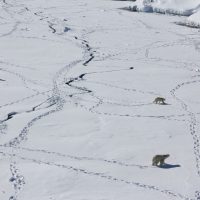 Three polar bears walk across an icy landscape with paw prints zig-zagging across.