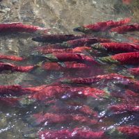 Red sockeye salmon swimming in a river.