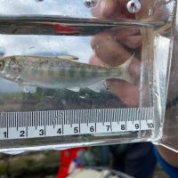 A person holds a small clear box filled with water and containing a small fish and a ruler.