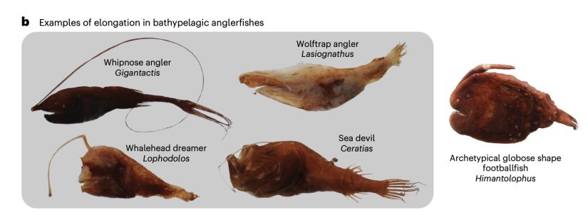 A picture showing five different types of anglerfish, with captions including their names.