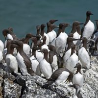 A group of black and white birds stand together on a rock, with a blue ocean in the background.