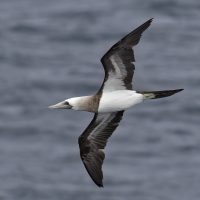 A bird is pictured from the side/underside view, flying over the ocean. The bird has a white head and underside, with black/brown wings.