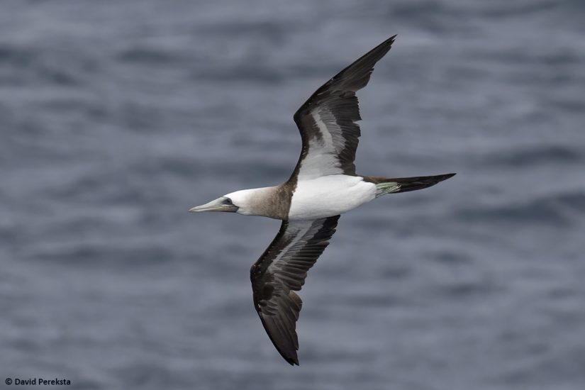 A bird is pictured from the side/underside view, flying over the ocean. The bird has a white head and underside, with black/brown wings.