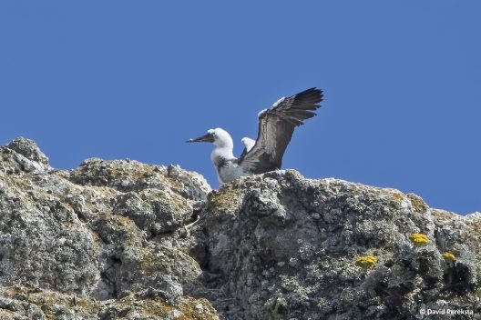 A bird with a fluffy white head is pictured on a rocky outcrop with its wings extended, with a clear blue sky in the background.