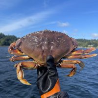 A large crab, brown in color, is held up by someone, with the background displaying ocean water and blue skies.