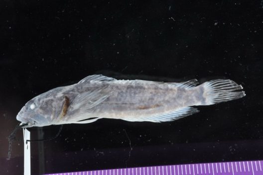 A picture of a fish specimen taken from the side. The fish appears grey in color against a black background, with a white tag threaded through its mouth with black string, and part of a purple ruler visible at the bottom of the picture.