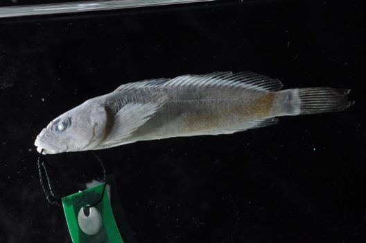 A small grey fish specimen is pictured lying on its side against a black background, with a green tag threaded with black thread in its mouth.