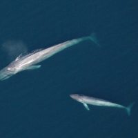 Two blue whales - one adult and one calf - pictured from above in a blue ocean.