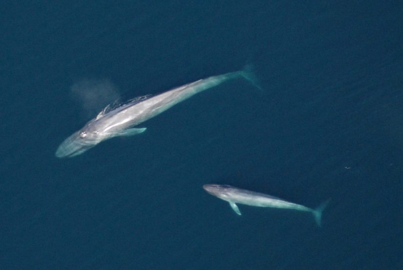 Two blue whales - one adult and one calf - pictured from above in a blue ocean.