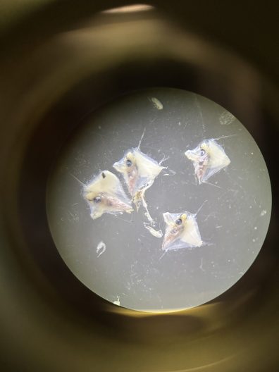Tiny fish viewed under a microscope.