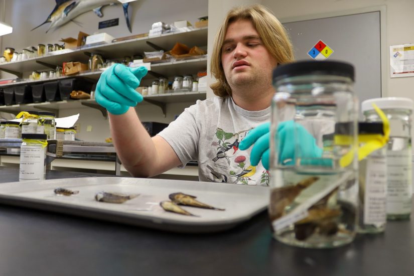 A man sits at a table with green gloves on, with a tray in front of him holding 3 fish specimens. Also on the table is a jar with clear liquid, holding more fish specimens.