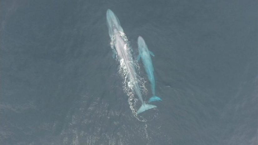 Pictured from above are two blue whales - one adult and one calve - swimming close together through a dark grey sea.