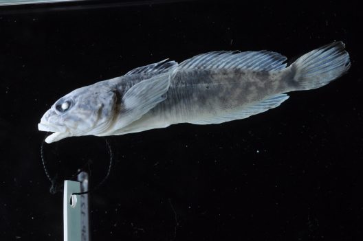 A small fish specimen, grey in color against a black background, lies on its side. It has a white tag threaded through its mouth.