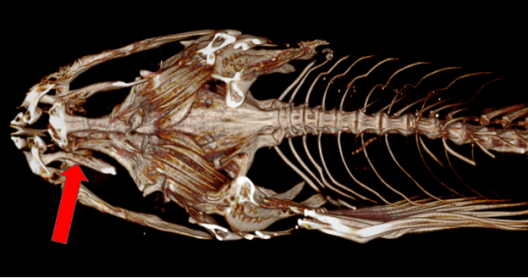 A CT scan showing the skeleton of a fish, against a black background. A red arrow is located on the bottom left of the photo, pointing towards palatine teeth.
