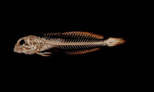 A CT scan showing the skeleton of a fish against a black background.